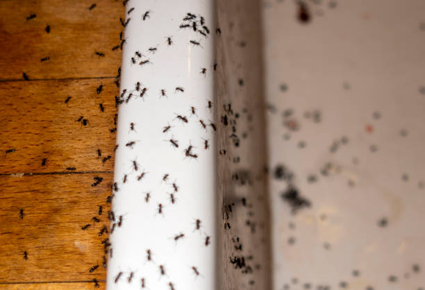 Best Wasp Removal Services  in Monte Vista, CO